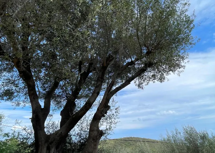 Dolce Corsica Holiday home